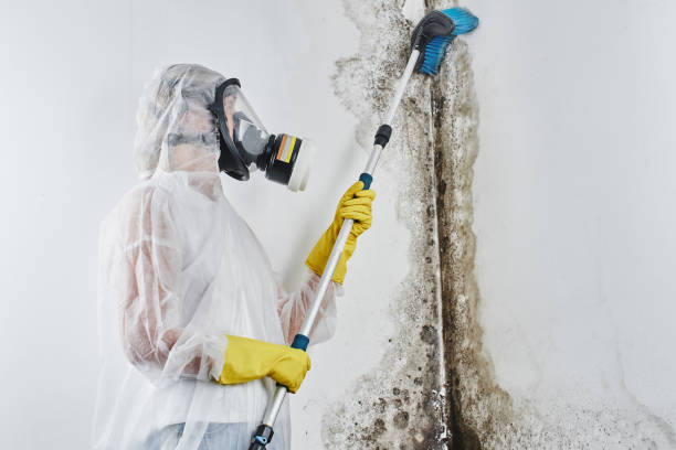 Home Mold Removal in Homestead Valley, CA