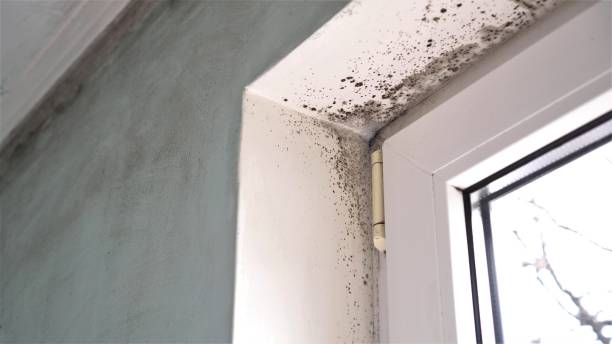Best Affordable Mold Removal  in Homestead Valley, CA