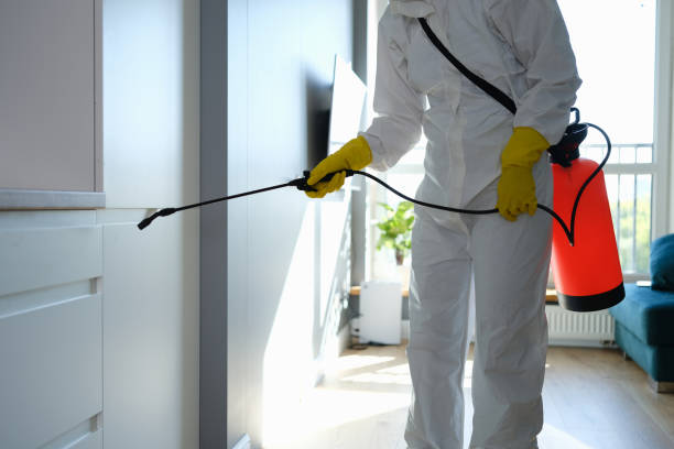 Trusted Homestead Valley, CA Mold Removal Experts