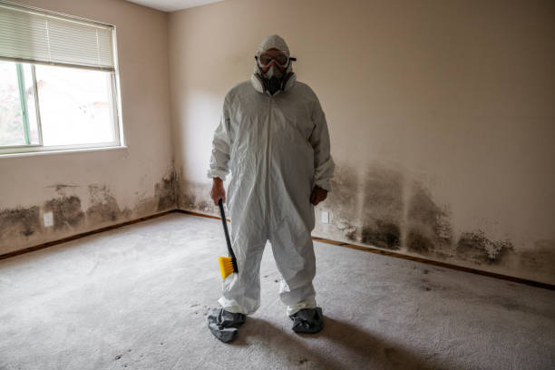 Office Mold Removal Services in Homestead Valley, CA