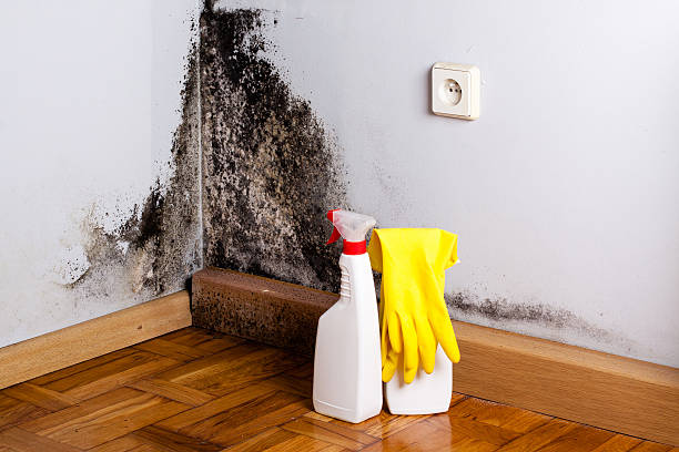 Best Certified Mold Removal  in Homestead Valley, CA