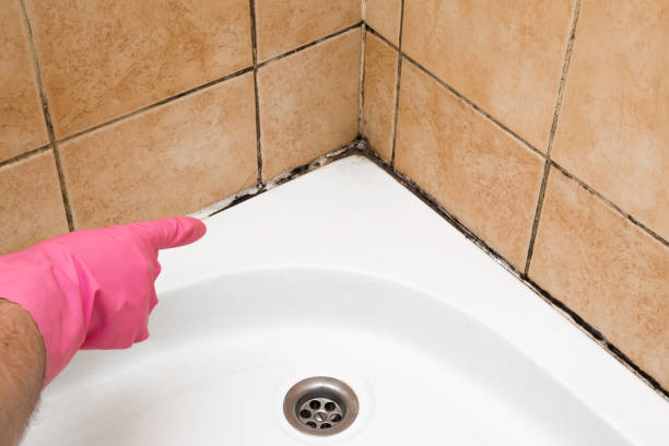 Best Local Mold Removal Service  in Homestead Valley, CA