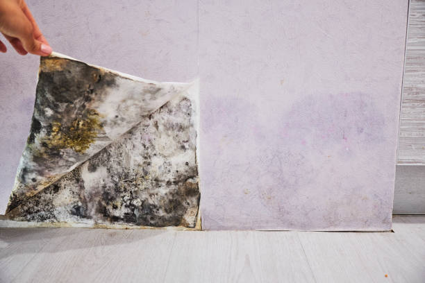 Best Mold Testing  in Homestead Valley, CA